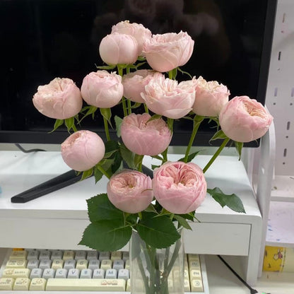 🌹Spray Rose Seeds · Multi-Bloom Elegance ✨