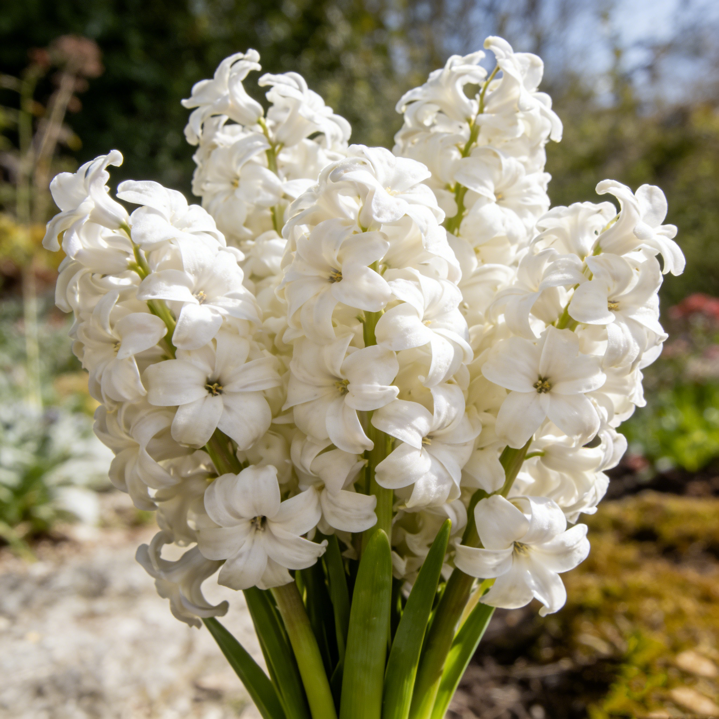 🌟New Arrival🌷Premium Hyacinth Bulbs – Fragrant Color Mix✨
