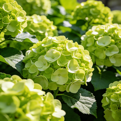🔥New Arrivals🌸Hydrangea Seeds of Bliss☁️✨