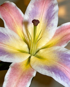 🌸56% OFF Romantic Double Lily Bulbs🌼