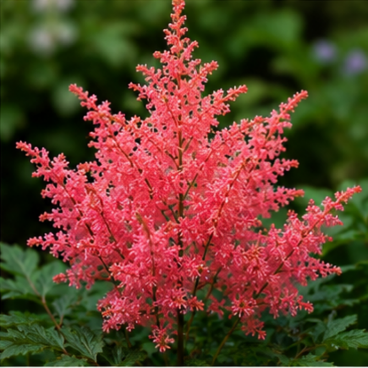 🌸Shade Garden Beauty Astilbe – Hardy, Easy-Care Flowering Bulbs🌿