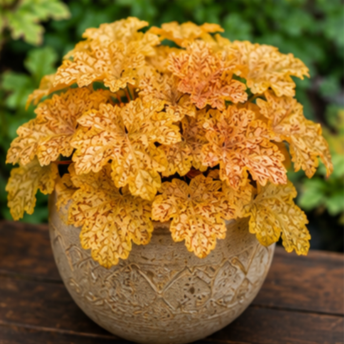 🎨Add Elegant Color to Your Garden - 🌱Heuchera Seeds🌿