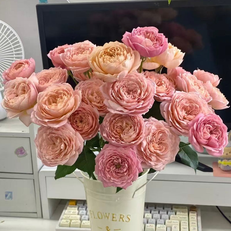🌹Spray Rose Seeds · Multi-Bloom Elegance ✨