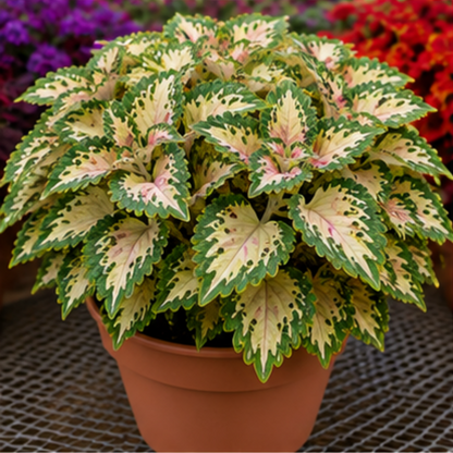 🌿Coleus Bulbs🌷 – Fill Your Garden With Color🌈