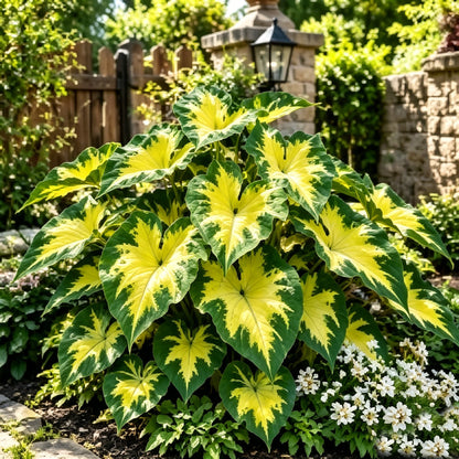 💖 Rainbow Beauty Caladium Bulbs – Lush Multicolor Leaves for a Dreamy Garden