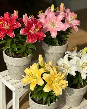 🌸56% OFF Romantic Double Lily Bulbs🌼