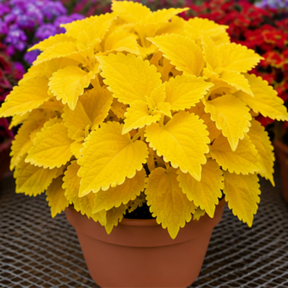 🌿Coleus Bulbs🌷 – Fill Your Garden With Color🌈