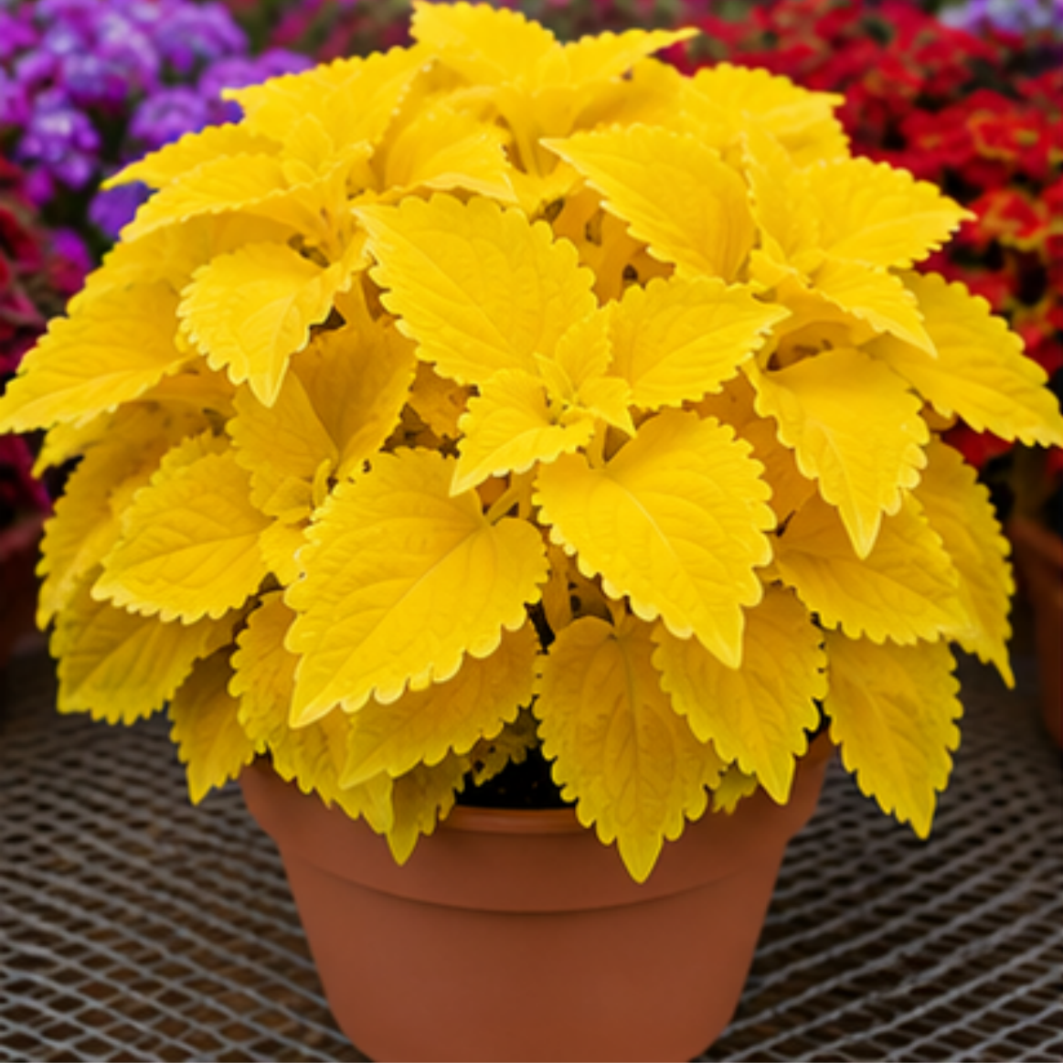 🌿Coleus Bulbs🌷 – Fill Your Garden With Color🌈