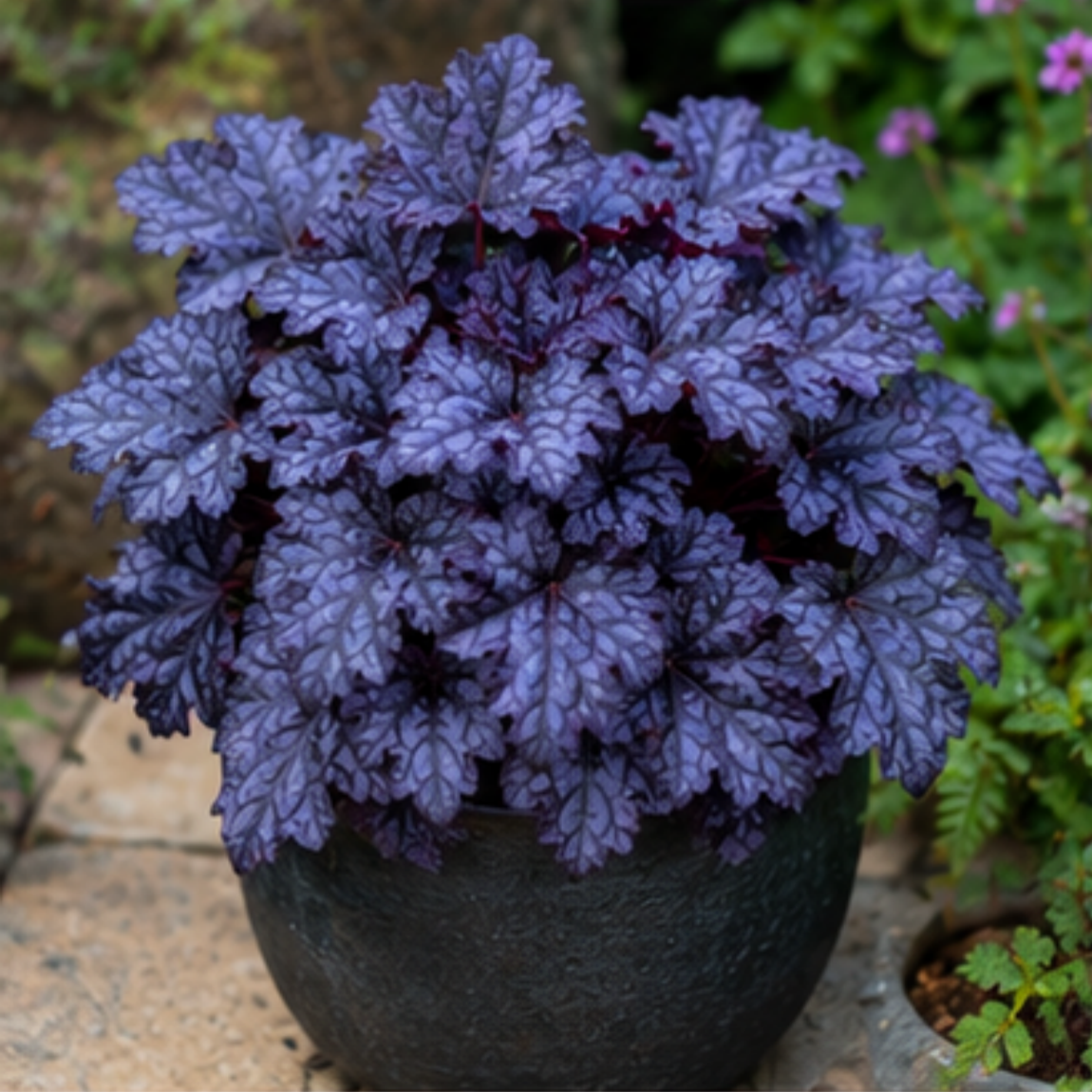 🎨Add Elegant Color to Your Garden - 🌱Heuchera Seeds🌿