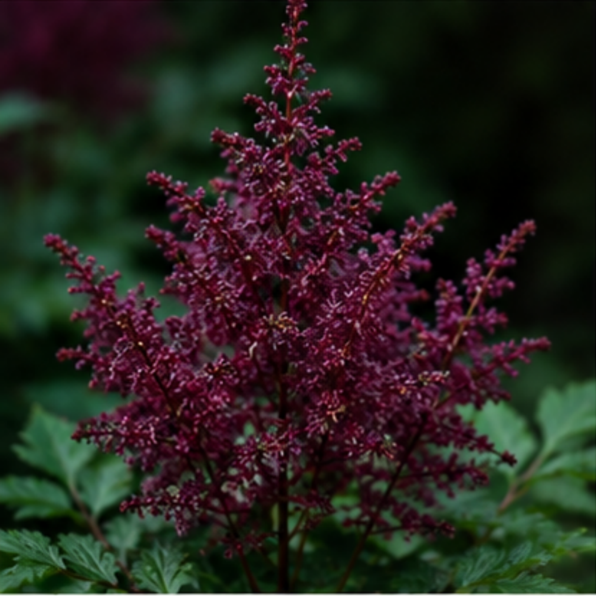 🌸Shade Garden Beauty Astilbe – Hardy, Easy-Care Flowering Bulbs🌿