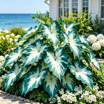 💖 Rainbow Beauty Caladium Bulbs – Lush Multicolor Leaves for a Dreamy Garden