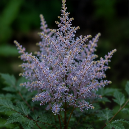 🌸Shade Garden Beauty Astilbe – Hardy, Easy-Care Flowering Bulbs🌿