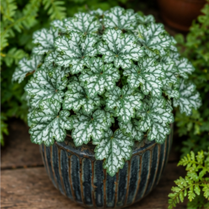 🎨Add Elegant Color to Your Garden - 🌱Heuchera Seeds🌿