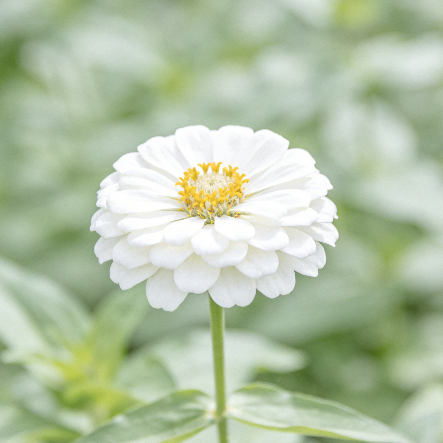 🔥Hot Sale🏷️ Zinnia Seeds🪷🪷