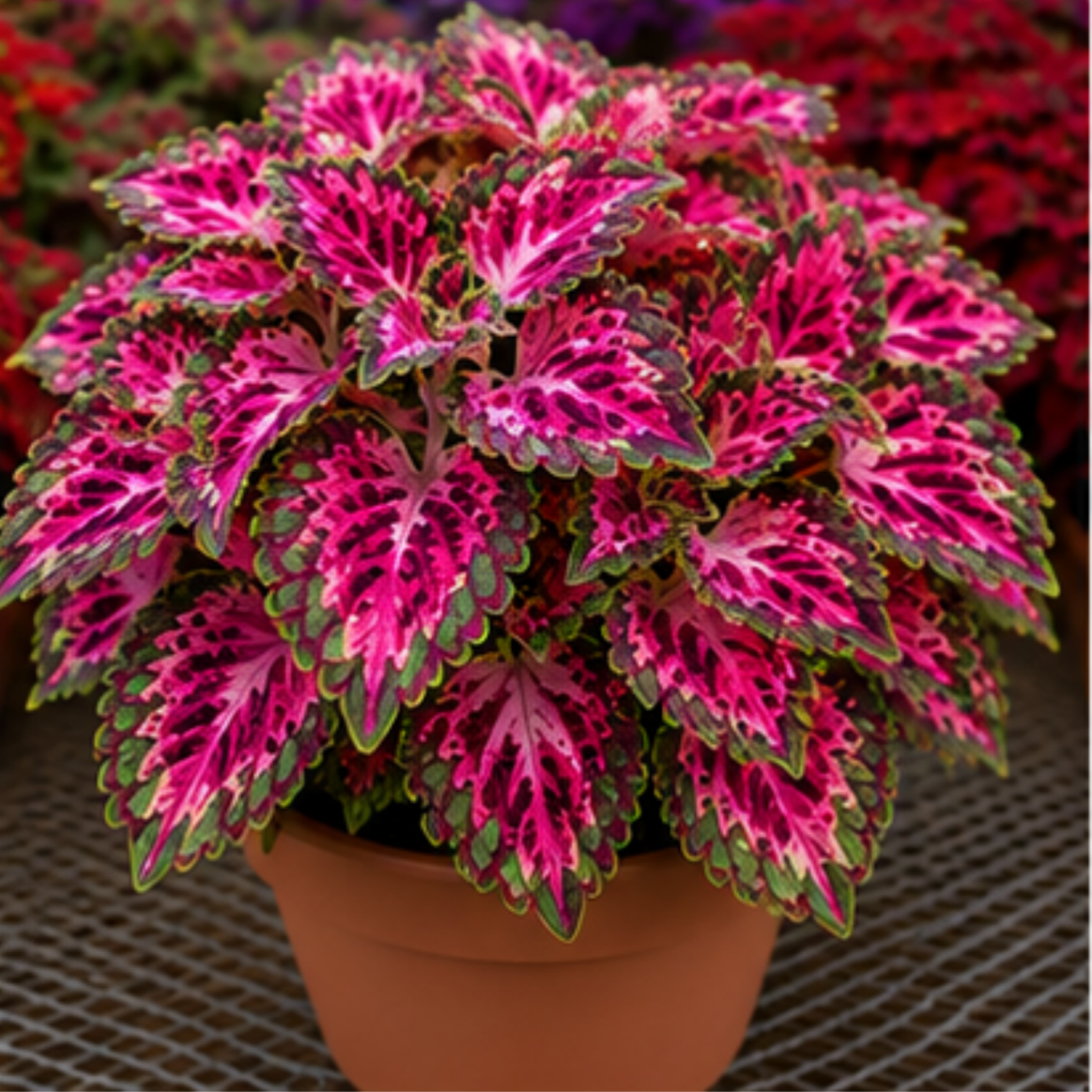 🌿Coleus Bulbs🌷 – Fill Your Garden With Color🌈