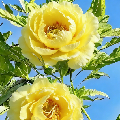 🌸Plant Peonies Once, Enjoy Blooms for Years
