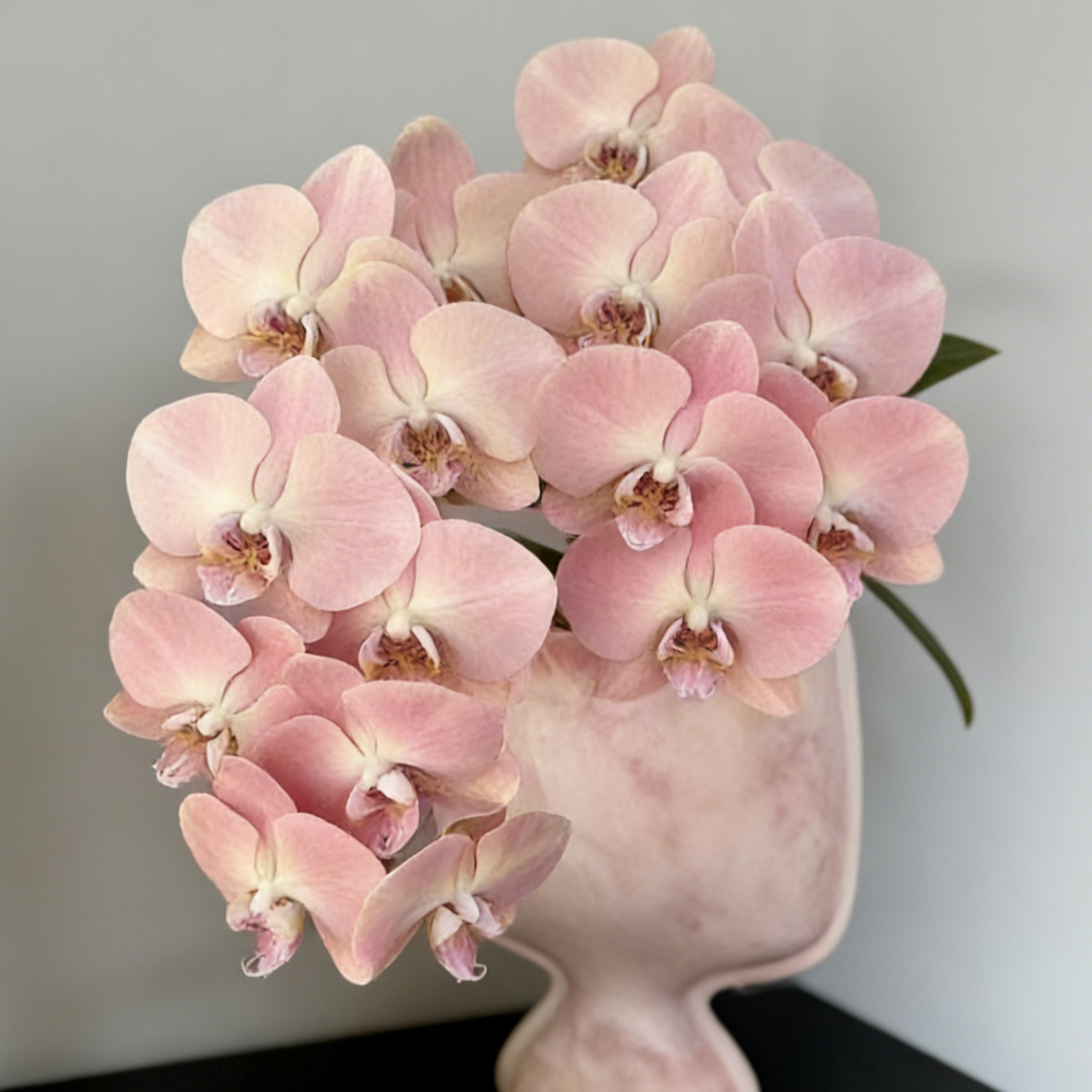 🎁2026 Must Plant🌺Premium Phalaenopsis Orchid Seeds✨