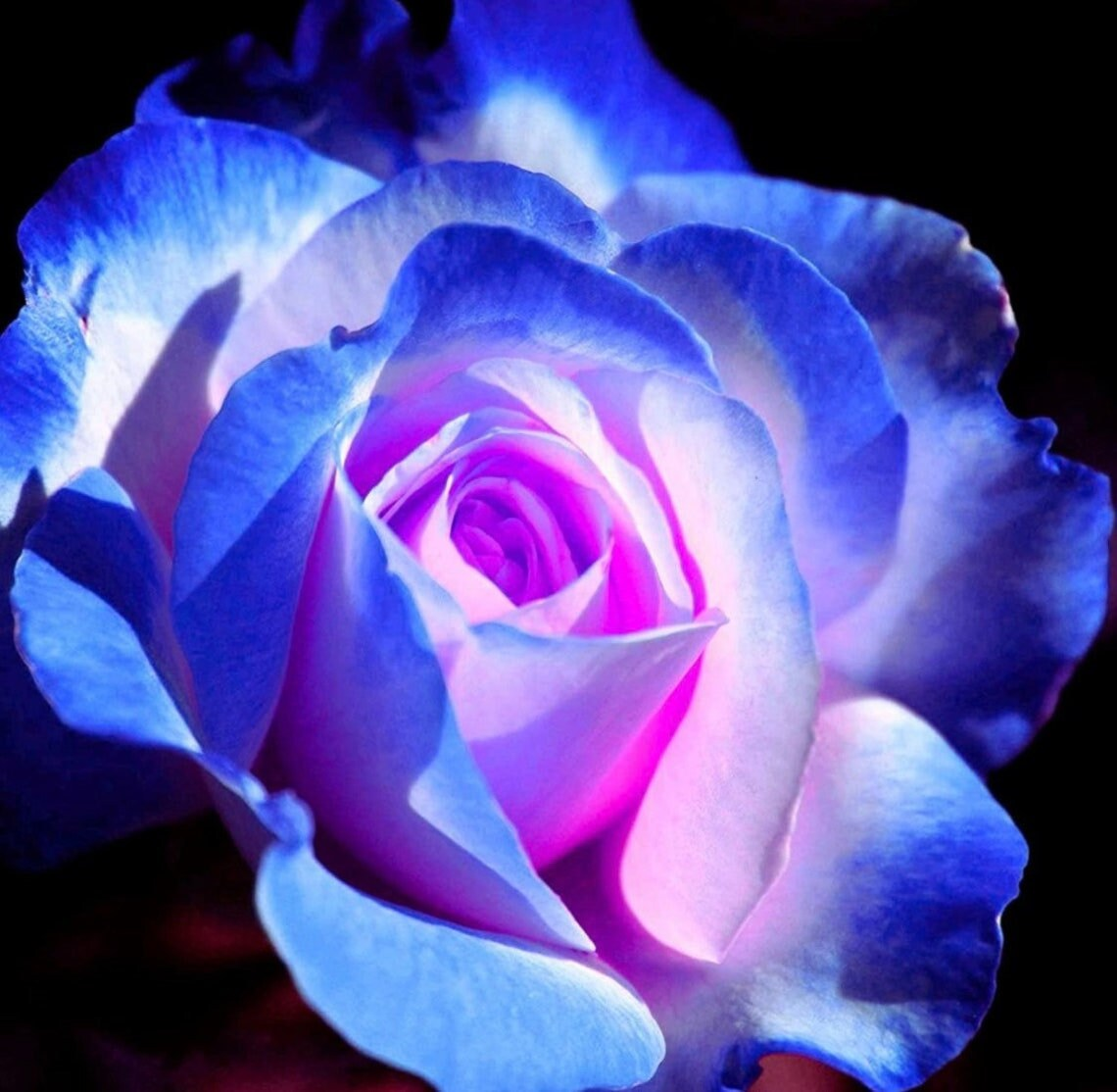 Rare Blue Pink Roses Plant Seeds Balcony Garden Potted Rose