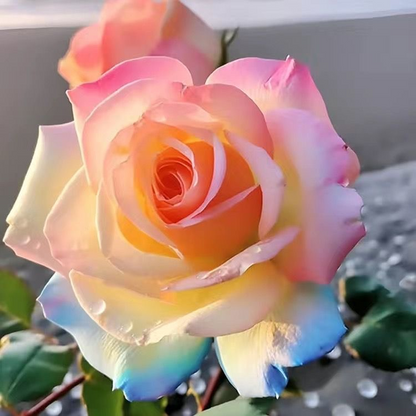 Rare Western Mandala Langalos Rose🫧🌈