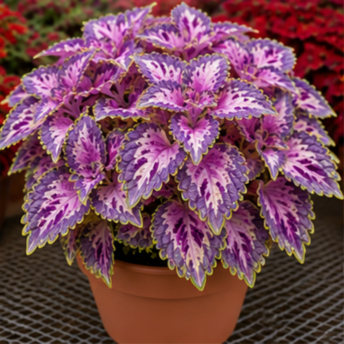 🌿Coleus Bulbs🌷 – Fill Your Garden With Color🌈