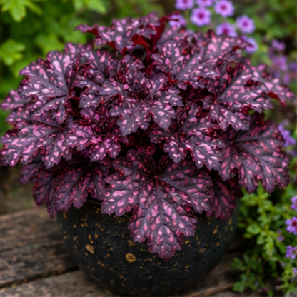 🎨Add Elegant Color to Your Garden - 🌱Heuchera Seeds🌿