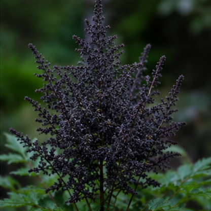 🌸Shade Garden Beauty Astilbe – Hardy, Easy-Care Flowering Bulbs🌿