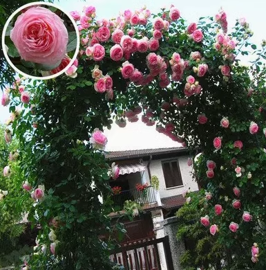 56% OFF✨Rare Climbing Rose Seeds🌹