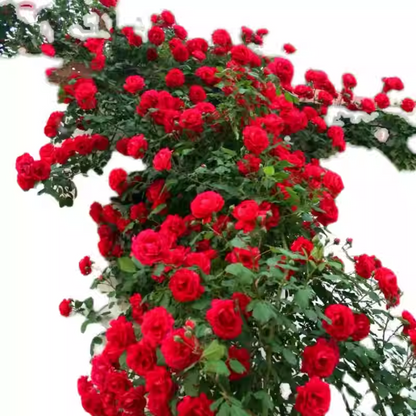 56% OFF✨Rare Climbing Rose Seeds🌹