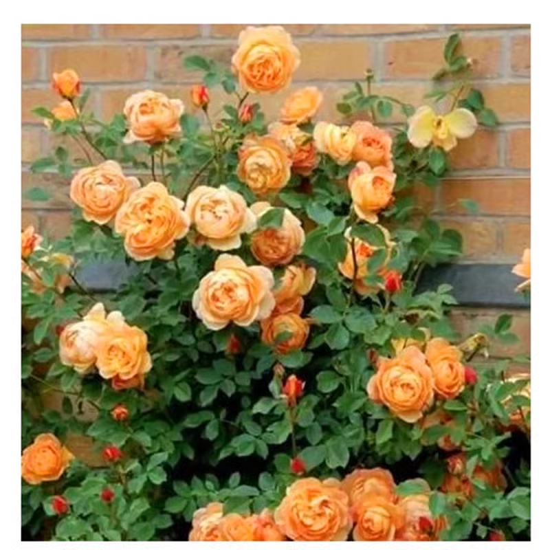56% OFF✨Rare Climbing Rose Seeds🌹