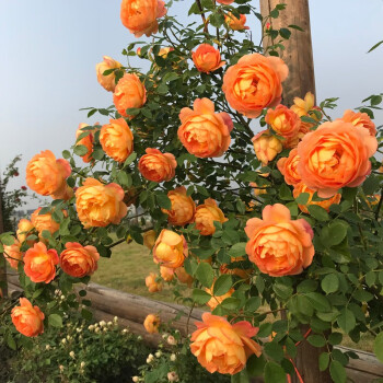 56% OFF✨Rare Climbing Rose Seeds🌹