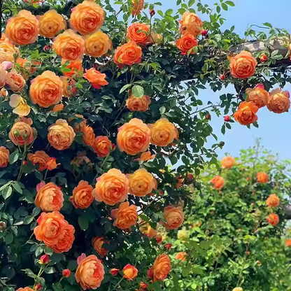 56% OFF✨Rare Climbing Rose Seeds🌹