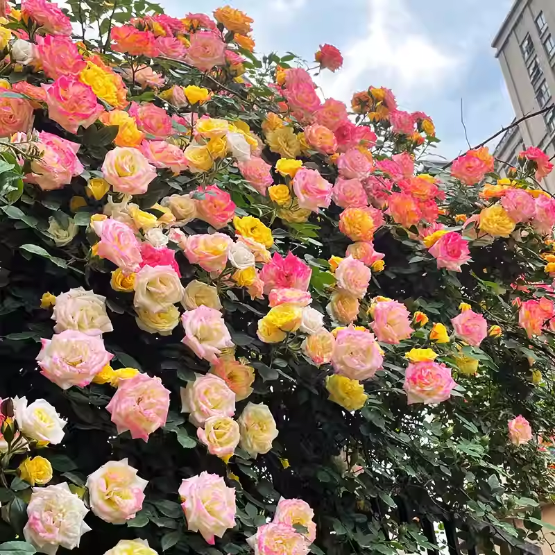 56% OFF✨Rare Climbing Rose Seeds🌹