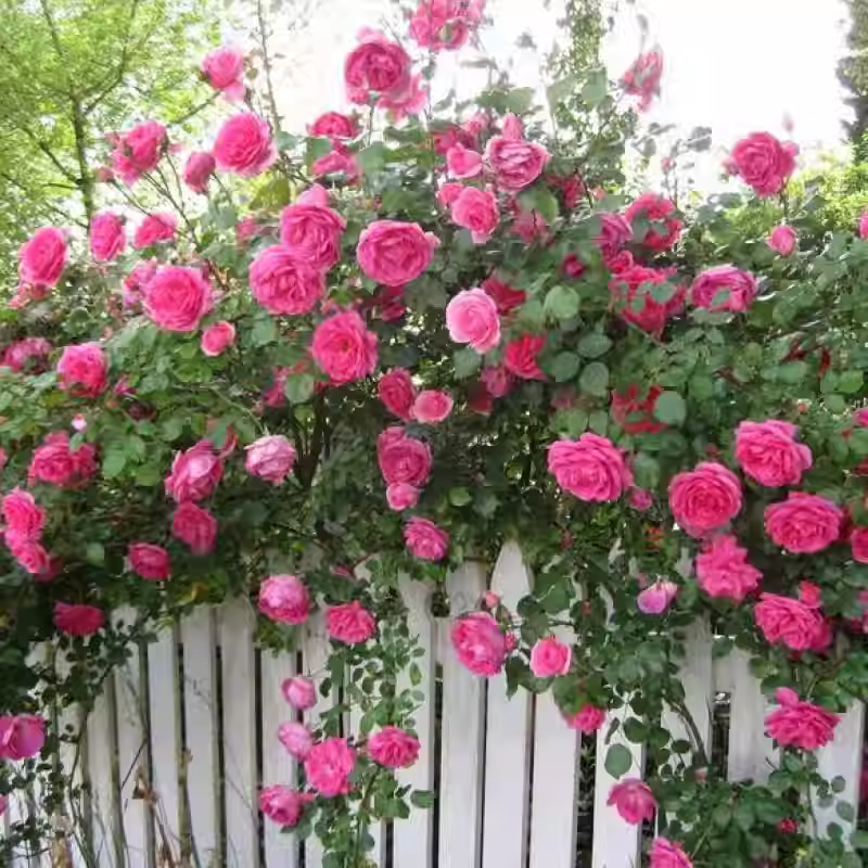 56% OFF✨Rare Climbing Rose Seeds🌹