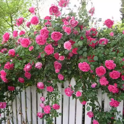56% OFF✨Rare Climbing Rose Seeds🌹