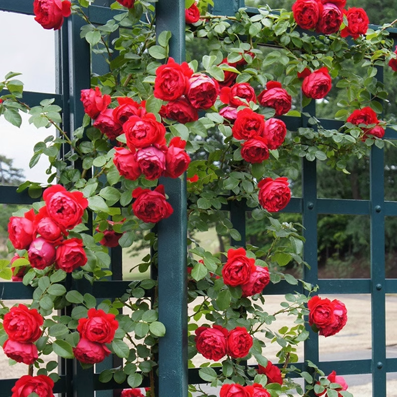 56% OFF✨Rare Climbing Rose Seeds🌹
