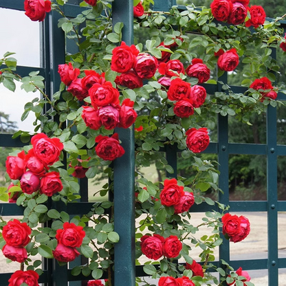 56% OFF✨Rare Climbing Rose Seeds🌹