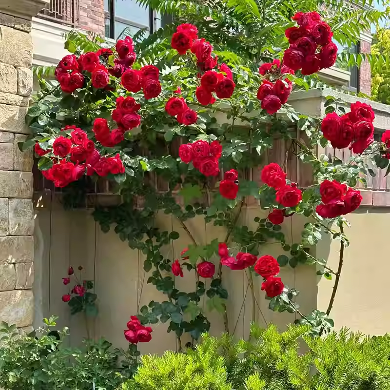 56% OFF✨Rare Climbing Rose Seeds🌹