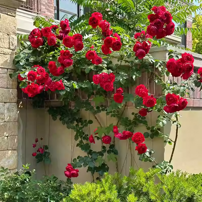 56% OFF✨Rare Climbing Rose Seeds🌹