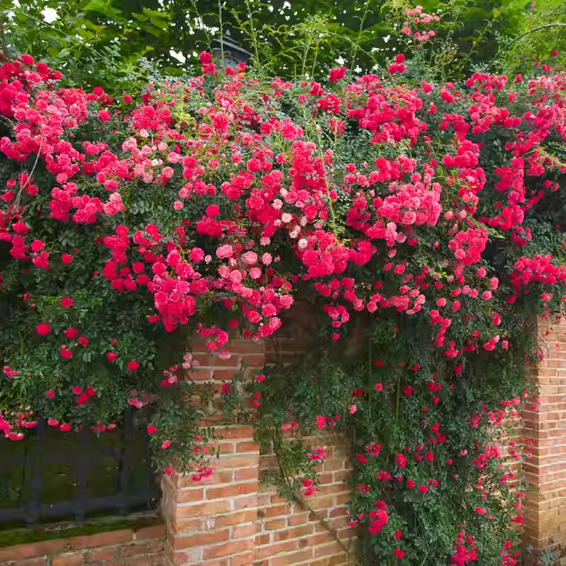 56% OFF✨Rare Climbing Rose Seeds🌹