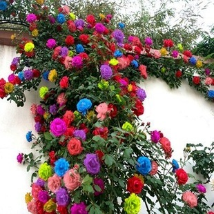 56% OFF✨Rare Climbing Rose Seeds🌹