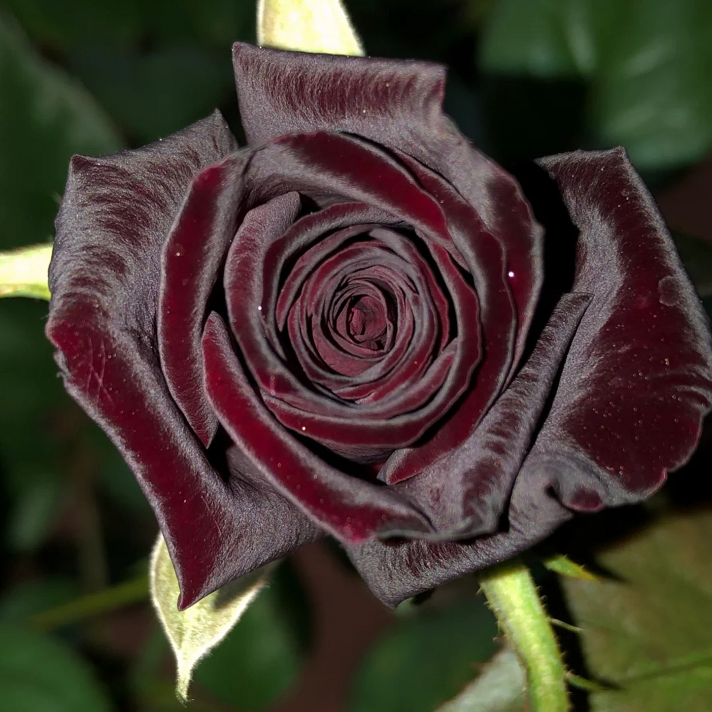 🎉Limited Time Discount🎉Black Buck Rose❤️🖤Heirloom Seeds