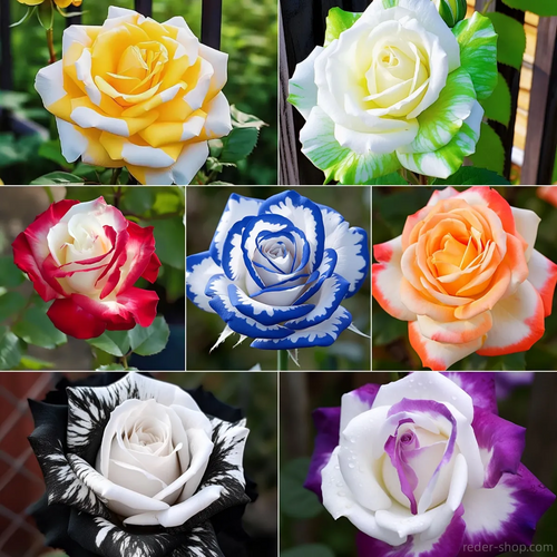🌹 Rare Twin Rose Seeds – Double Blooms, Double Beauty