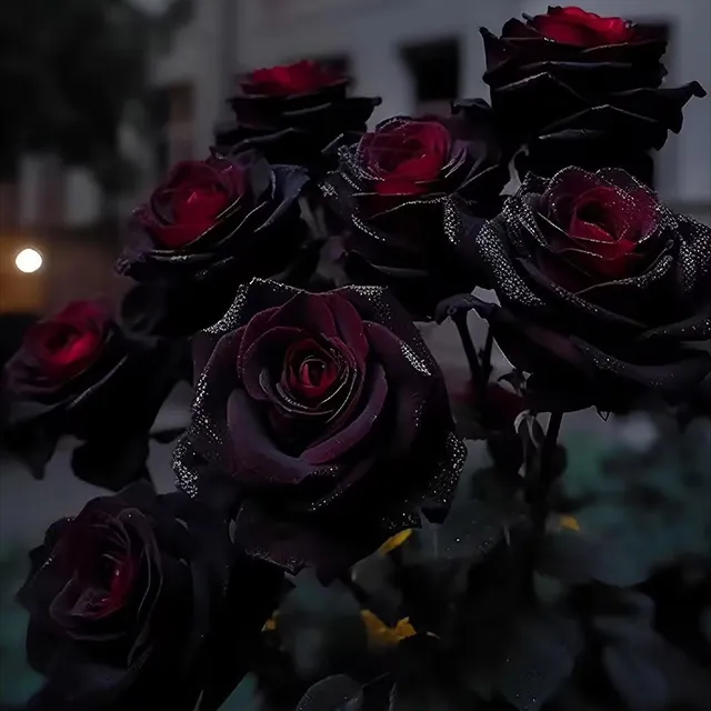 👍 higher quality -🌹Rare Black Red Rose Flower Seeds