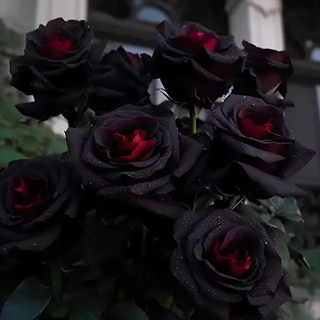 👍 higher quality -🌹Rare Black Red Rose Flower Seeds
