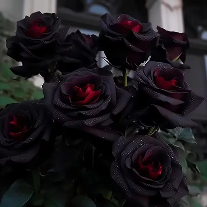 👍 higher quality -🌹Rare Black Red Rose Flower Seeds