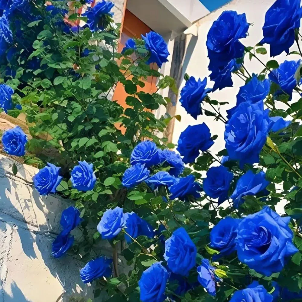 56% OFF✨Rare Climbing Rose Seeds🌹