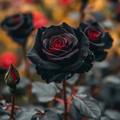 ❤️‍🔥🏘️Higher Quality -💙Rare Black Blue Rose Flower Seeds