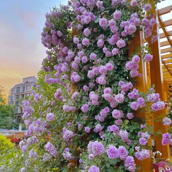 56% OFF✨Rare Climbing Rose Seeds🌹