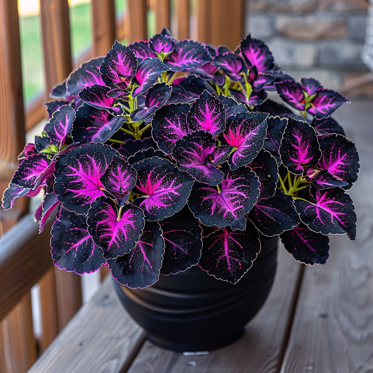 🌌 Rare Galaxy Polka Dot Begonia – Stunning Foliage for Stylish Spaces ☘️✨
