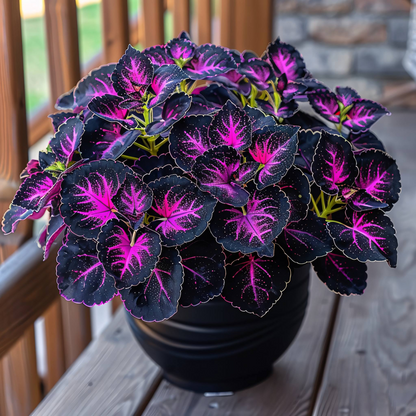 🌌 Rare Galaxy Polka Dot Begonia – Stunning Foliage for Stylish Spaces ☘️✨